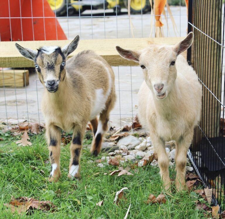 7 reasons why you NEED Nigerian Dwarf Goats in your life